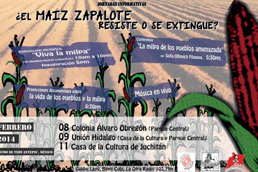 maiz zapalote
