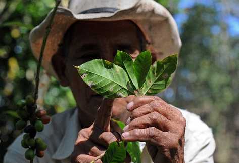 cafe-roya-Nicaragua-agroecologia PREIMA20140318 0280 32