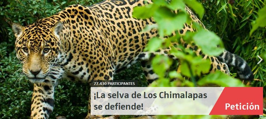chimalapas peticion