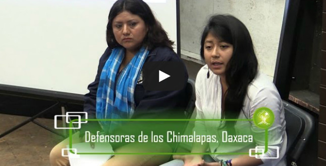 defensoras chimas