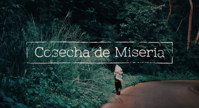 cosecha miseria