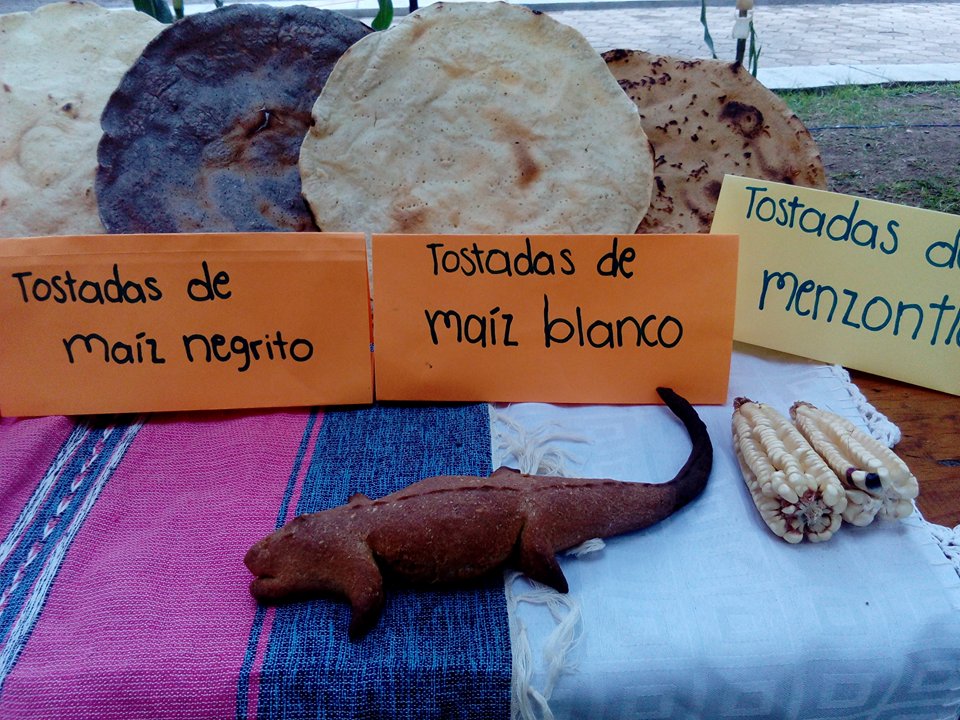 dia maiz 2