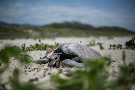 oaxaca cementerio de tortugas nadie investiga la muerte masiva 1